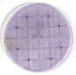 Inland Seas Nu-Clear Canister Filter Replacement Full Flow Grid